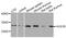 HUS1 Checkpoint Clamp Component B antibody, abx006000, Abbexa, Western Blot image 