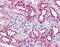Succinate Receptor 1 antibody, TA340857, Origene, Immunohistochemistry frozen image 