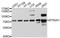 Butyrophilin Subfamily 2 Member A1 antibody, STJ112451, St John
