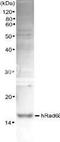 Ubiquitin Conjugating Enzyme E2 A antibody, 70-020, BioAcademia Inc, Western Blot image 