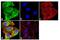 TIMP Metallopeptidase Inhibitor 2 antibody, MA1-774, Invitrogen Antibodies, Immunofluorescence image 