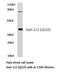 Siah E3 Ubiquitin Protein Ligase 1 antibody, PA5-36274, Invitrogen Antibodies, Western Blot image 