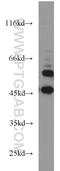 Calumenin antibody, 17804-1-AP, Proteintech Group, Western Blot image 