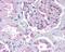 Dynamin 1 Like antibody, NB110-55288, Novus Biologicals, Immunohistochemistry frozen image 