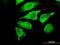 Unc-119 Lipid Binding Chaperone antibody, H00009094-B01P-50ug, Novus Biologicals, Immunofluorescence image 