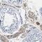 SPEG antibody, NBP1-90134, Novus Biologicals, Immunohistochemistry paraffin image 