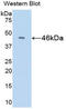 Interferon Beta 1 antibody, LS-C297889, Lifespan Biosciences, Western Blot image 