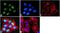 SWI/SNF Related, Matrix Associated, Actin Dependent Regulator Of Chromatin, Subfamily A, Member 4 antibody, 720129, Invitrogen Antibodies, Immunofluorescence image 