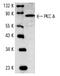 Protein Kinase C Delta antibody, LS-C176453, Lifespan Biosciences, Western Blot image 