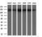 ATP Citrate Lyase antibody, GTX84967, GeneTex, Western Blot image 