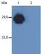 Major Histocompatibility Complex, Class II, DP Beta 1 antibody, MA1-19227, Invitrogen Antibodies, Western Blot image 