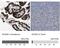 Acyl-CoA Dehydrogenase Short Chain antibody, NBP1-89290, Novus Biologicals, Immunohistochemistry paraffin image 