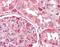 Parvalbumin antibody, orb88987, Biorbyt, Immunohistochemistry paraffin image 