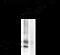 Calcium/Calmodulin Dependent Protein Kinase II Alpha antibody, XPS-1000, ProSci, Western Blot image 