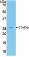 Fibulin 2 antibody, MBS2026543, MyBioSource, Western Blot image 