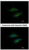 RT23 antibody, NBP2-19411, Novus Biologicals, Immunocytochemistry image 