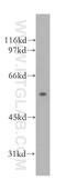 Tripartite motif-containing protein 15 antibody, 13623-1-AP, Proteintech Group, Western Blot image 