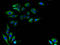 Transmembrane O-methyltransferase antibody, A52380-100, Epigentek, Immunofluorescence image 