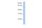 PWP1 Homolog, Endonuclein antibody, A10720, Boster Biological Technology, Western Blot image 