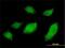 Ubiquilin 1 antibody, H00029979-M01, Novus Biologicals, Immunocytochemistry image 