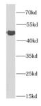 Sirtuin 7 antibody, FNab07885, FineTest, Western Blot image 