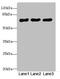 WIP1 antibody, LS-C676294, Lifespan Biosciences, Western Blot image 