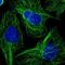 WW Domain Binding Protein 1 Like antibody, NBP2-34045, Novus Biologicals, Immunofluorescence image 