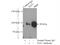 TLE Family Member 3, Transcriptional Corepressor antibody, 66083-1-Ig, Proteintech Group, Immunoprecipitation image 