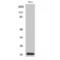 Serine And Arginine Rich Splicing Factor 3 antibody, LS-C386182, Lifespan Biosciences, Western Blot image 