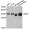 Superoxide Dismutase 3 antibody, A01784-2, Boster Biological Technology, Western Blot image 