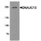 DnaJ Heat Shock Protein Family (Hsp40) Member C13 antibody, TA349145, Origene, Western Blot image 