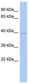 WD Repeat Domain 53 antibody, TA333387, Origene, Western Blot image 