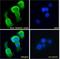 Tripartite motif-containing protein 29 antibody, NBP1-52000, Novus Biologicals, Immunofluorescence image 