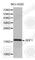 C-X-C Motif Chemokine Ligand 12 antibody, A1325, ABclonal Technology, Western Blot image 