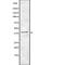 Motor Neuron And Pancreas Homeobox 1 antibody, abx216901, Abbexa, Western Blot image 