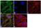 Laminin Subunit Alpha 4 antibody, 702201, Invitrogen Antibodies, Immunofluorescence image 