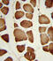 Nicotinamide Phosphoribosyltransferase antibody, 63-743, ProSci, Immunofluorescence image 
