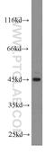 Acyl-CoA Dehydrogenase Short/Branched Chain antibody, 13122-1-AP, Proteintech Group, Western Blot image 