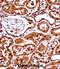 SET Nuclear Proto-Oncogene antibody, abx028158, Abbexa, Western Blot image 