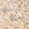 Ribosomal Protein S7 antibody, A6731, ABclonal Technology, Immunohistochemistry paraffin image 