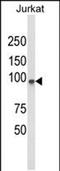 Phospholipase C Like 1 (Inactive) antibody, PA5-49647, Invitrogen Antibodies, Western Blot image 