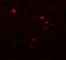 Transmembrane Protein 107 antibody, 7483, ProSci, Immunofluorescence image 