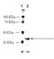 Neurotensin Receptor 1 antibody, ADI-905-898-100, Enzo Life Sciences, Western Blot image 
