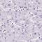 Keratin 12 antibody, PA5-65931, Invitrogen Antibodies, Immunohistochemistry frozen image 