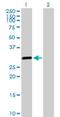 Spalt Like Transcription Factor 2 antibody, H00006297-D01P, Novus Biologicals, Western Blot image 