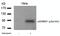 Nibrin antibody, 79-440, ProSci, Western Blot image 