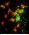 Signal Recognition Particle 72 antibody, PA5-49601, Invitrogen Antibodies, Immunofluorescence image 
