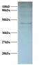 Interleukin Enhancer Binding Factor 2 antibody, LS-C211061, Lifespan Biosciences, Western Blot image 