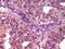 EPH Receptor A1 antibody, 32-150, ProSci, Immunohistochemistry frozen image 
