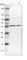 TOX High Mobility Group Box Family Member 4 antibody, HPA017880, Atlas Antibodies, Western Blot image 